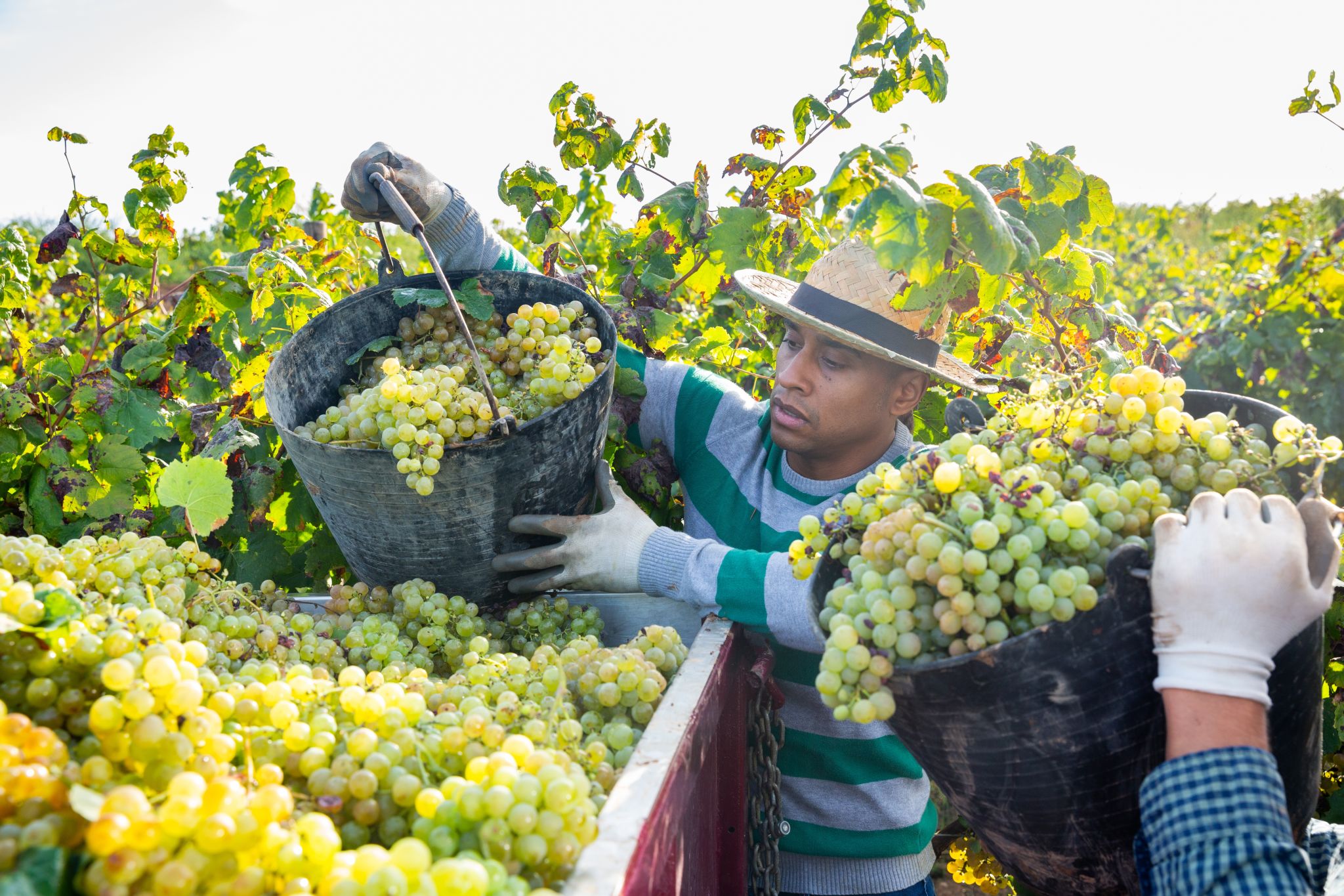Successful,Hispanic,Man,Owner,Of,Vineyard,Harvesting,Ripe,White,Grapes